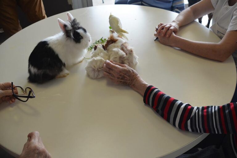 Médiation par l'animal